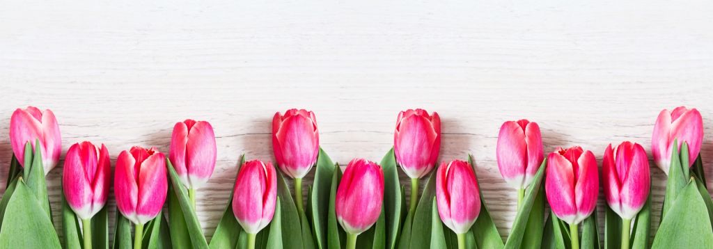 Pink tulips on wood