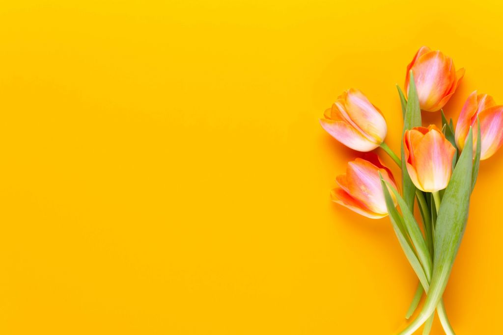 Tulips on yellow