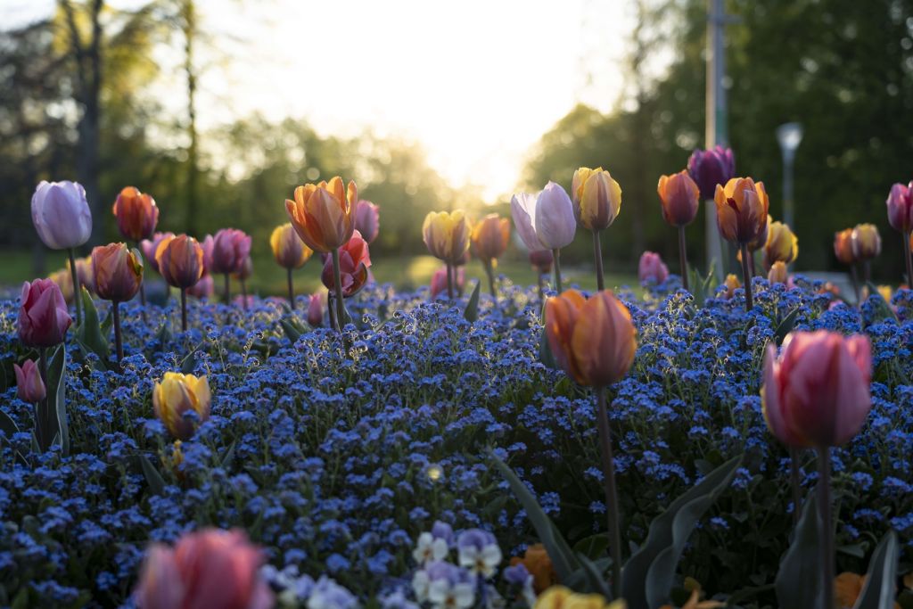 Cheerful tulip field
