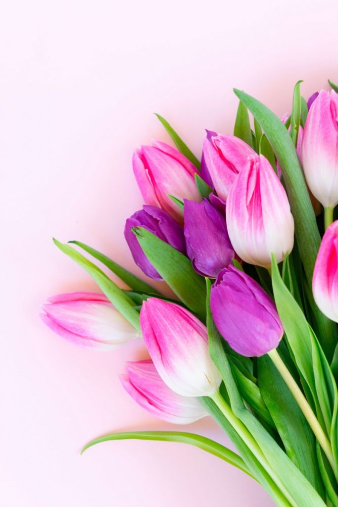 Pink Tulips