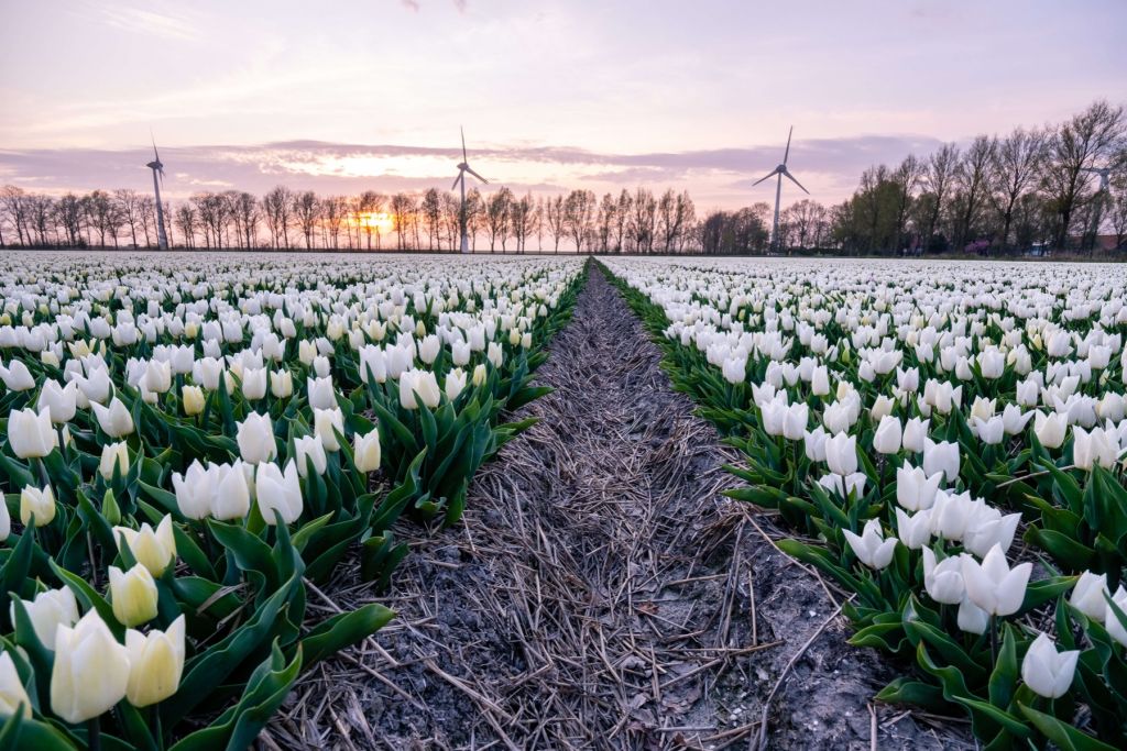 White tulip field