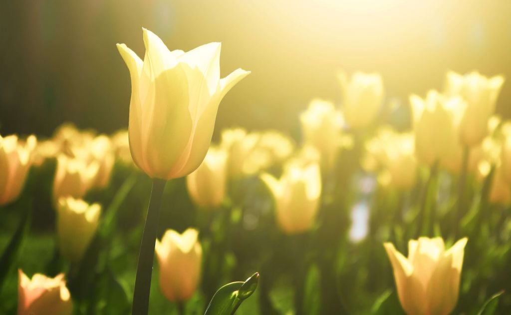 Close-up yellow tulip