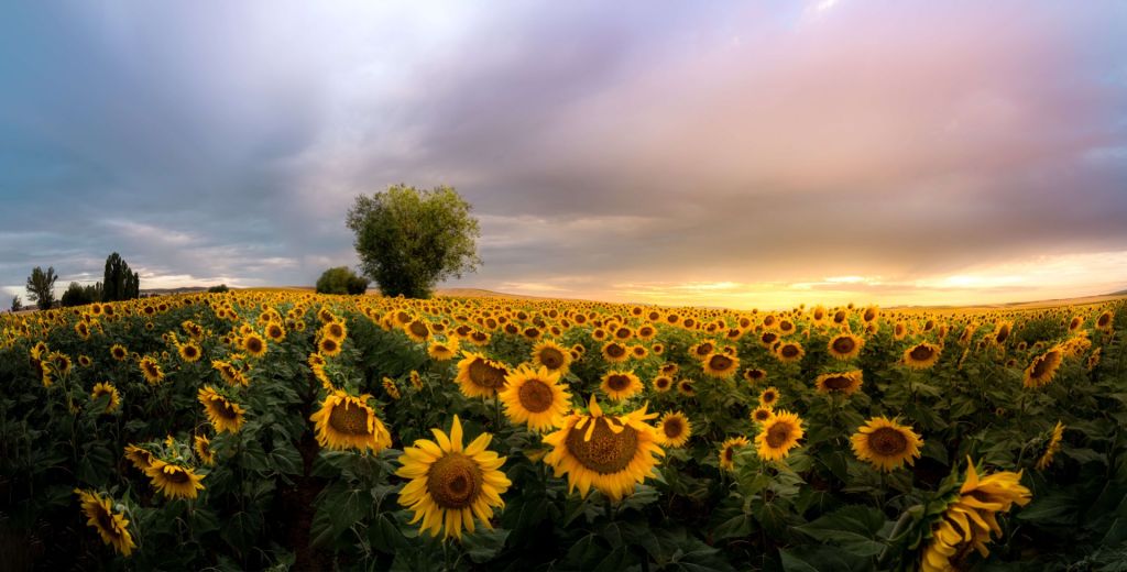 Sunflowers in the hills