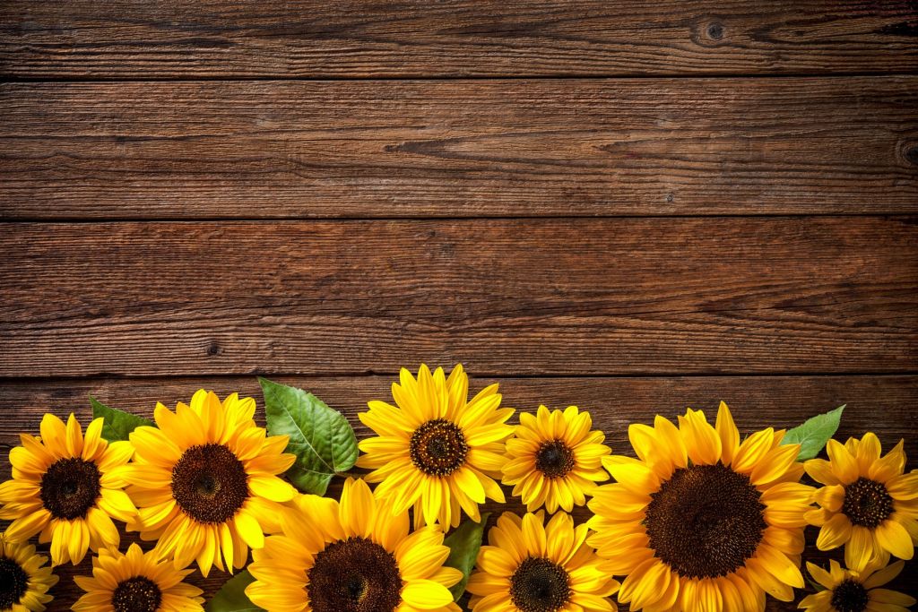 Sunflowers on wood
