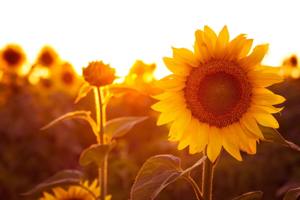 Warm sunflower field
