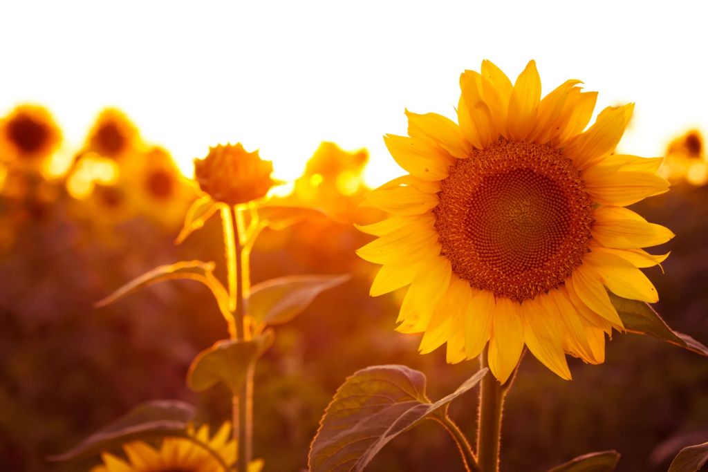 Warm sunflower field