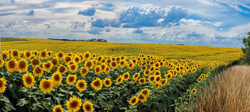 Meadow full of sunflowers