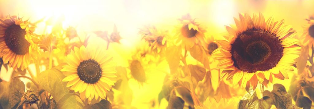 Sunflower panorama