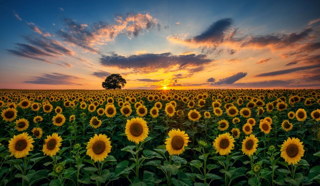 Field full of sunflowers