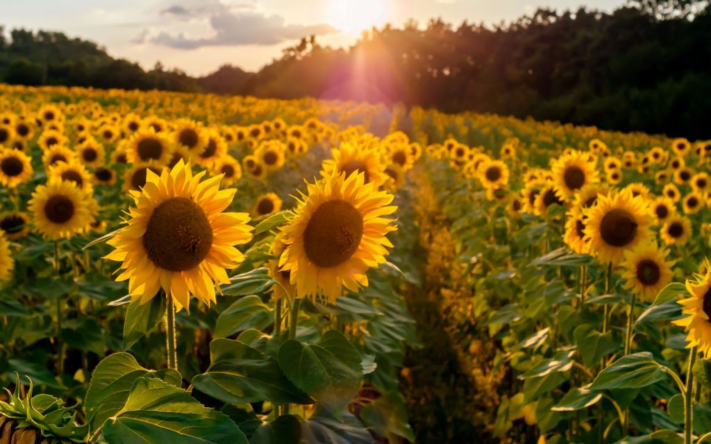 Sunflowers farm