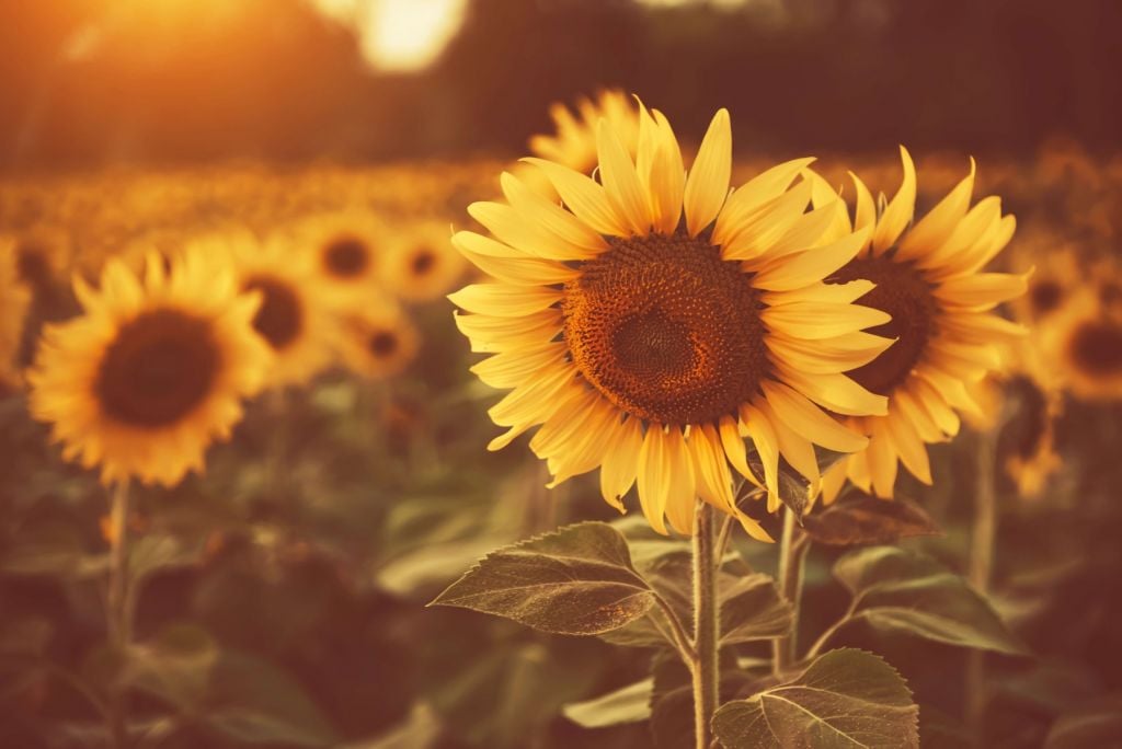 Sunflowers in sunlight