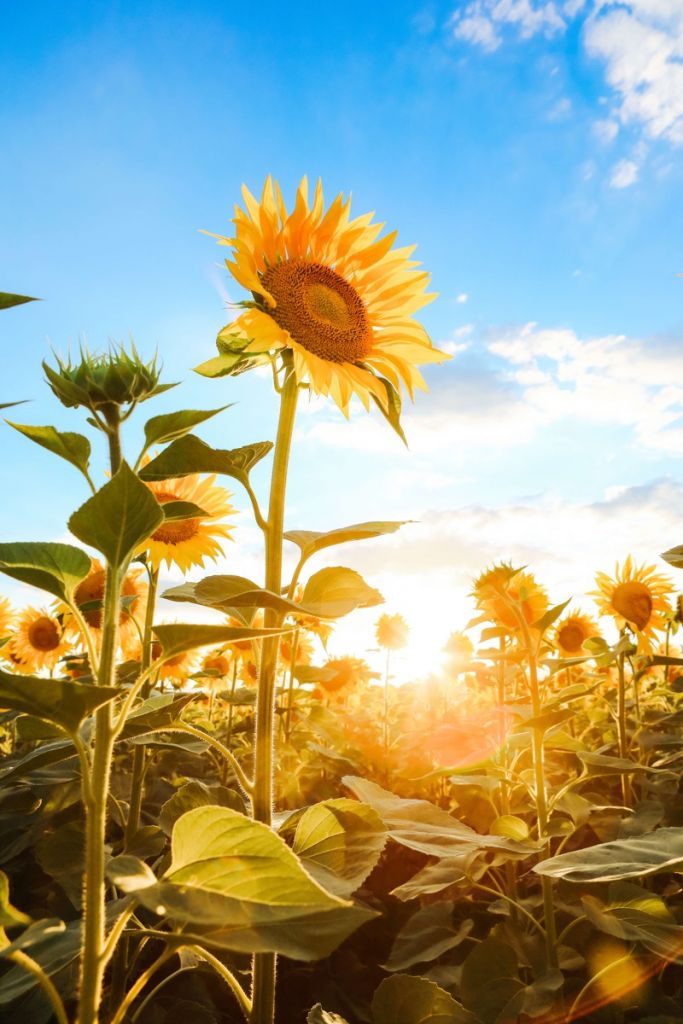 Sunflower with blue sky