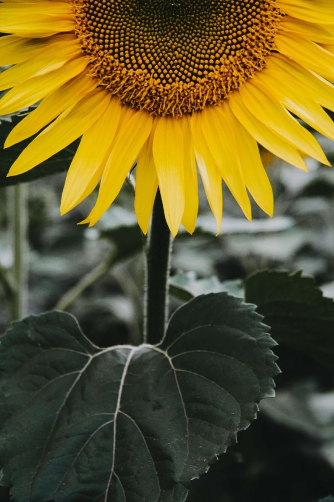 Close-up half sunflower