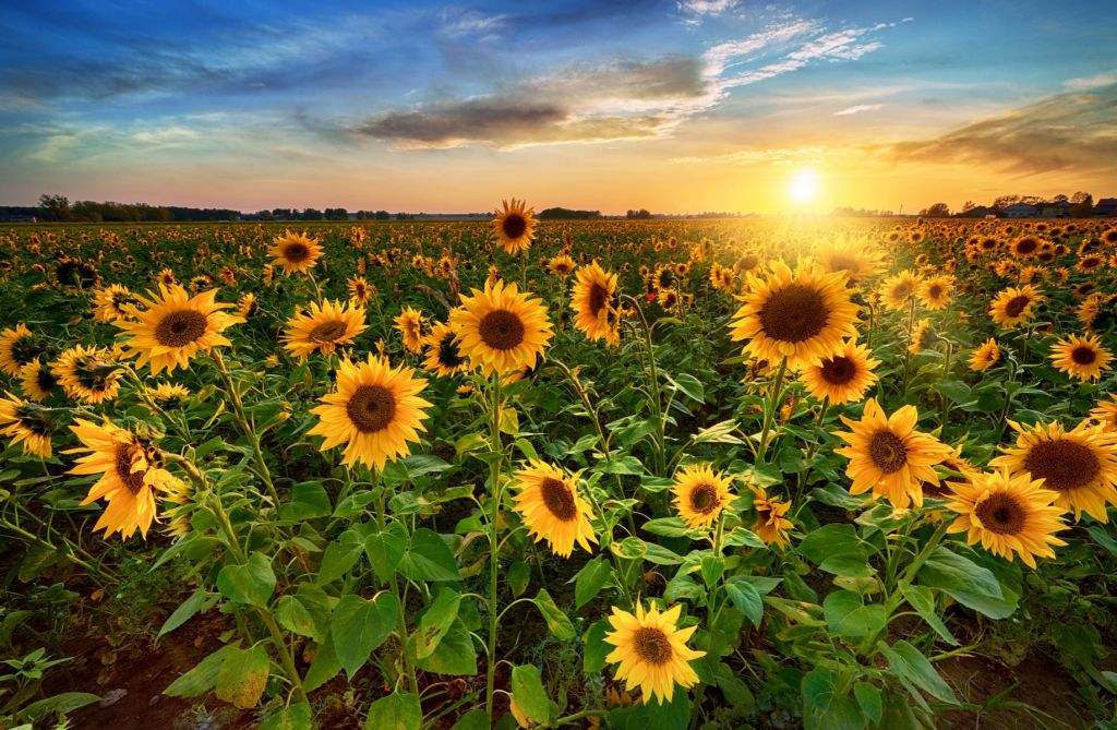 Beautiful field of sunflowers