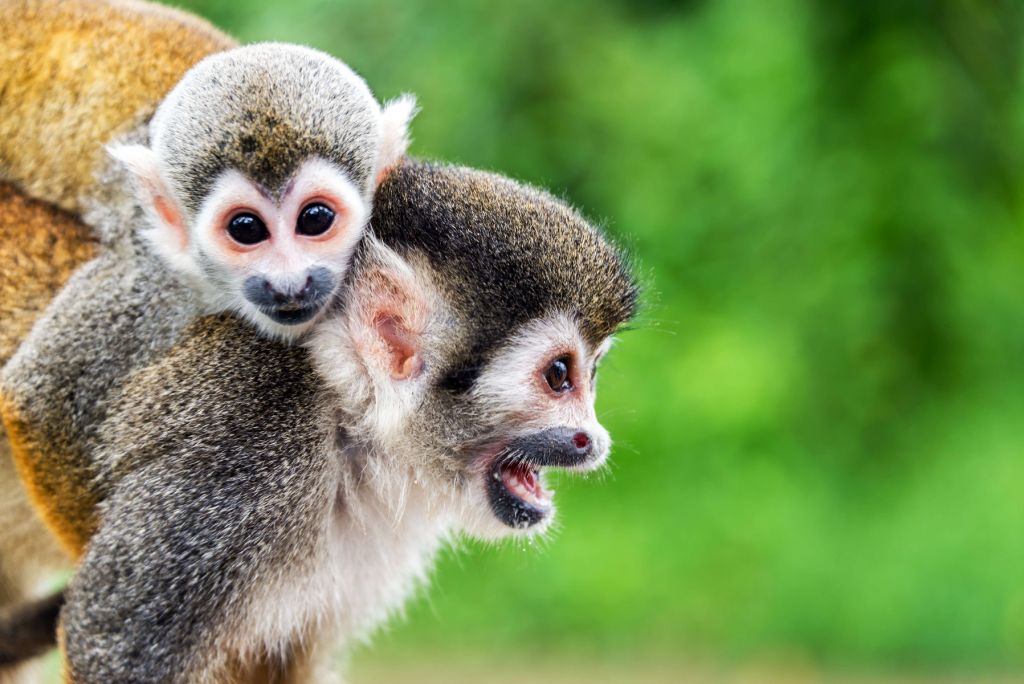 Squirrel monkeys