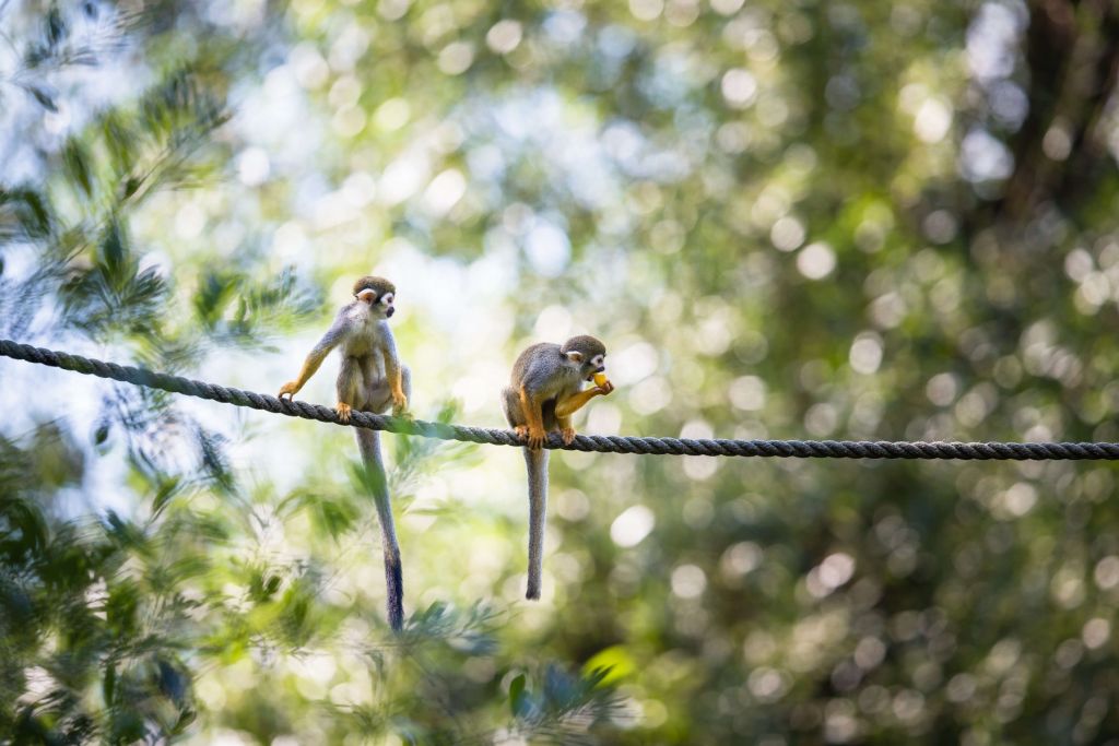 Squirrel monkeys on rope