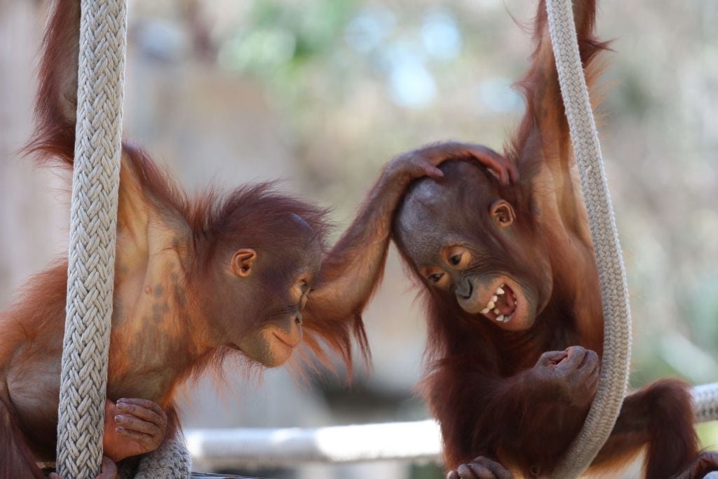 Baby orangutans