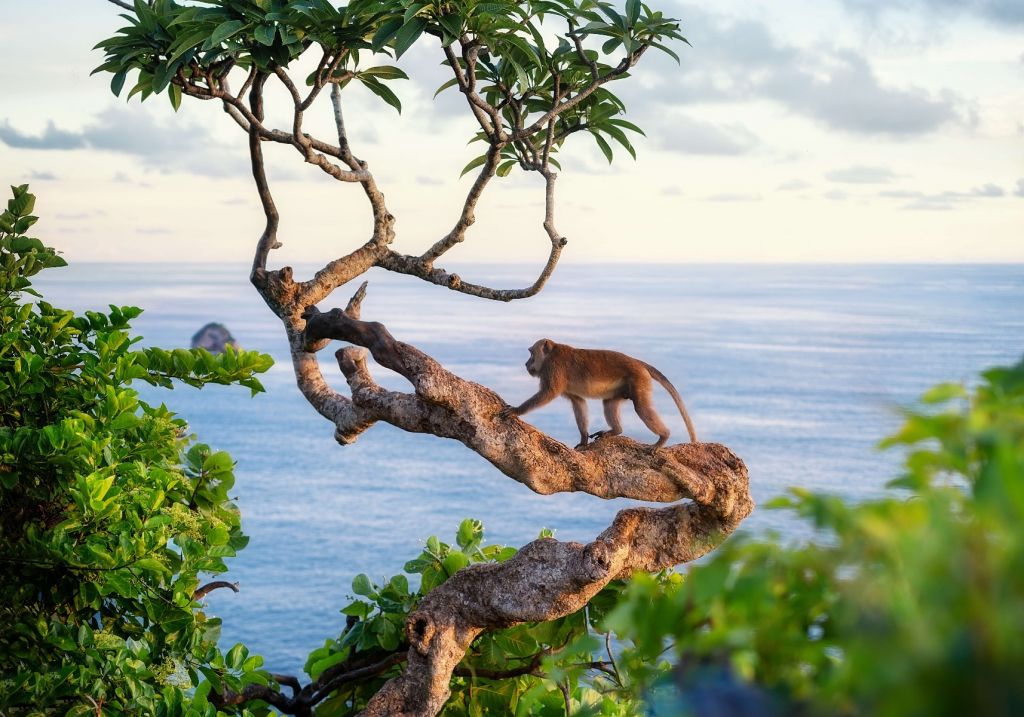 Monkey on a tree