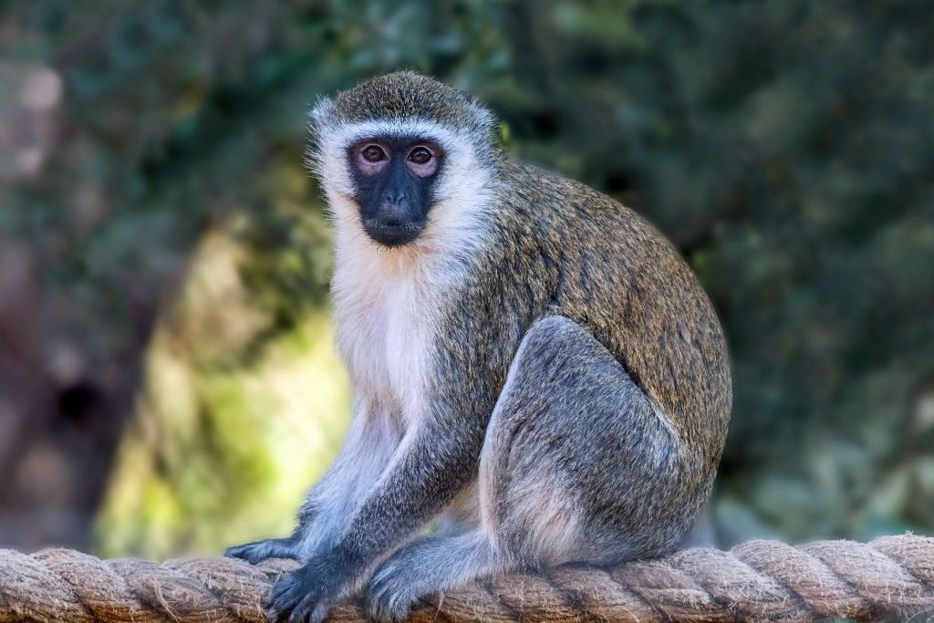 Vervet monkey