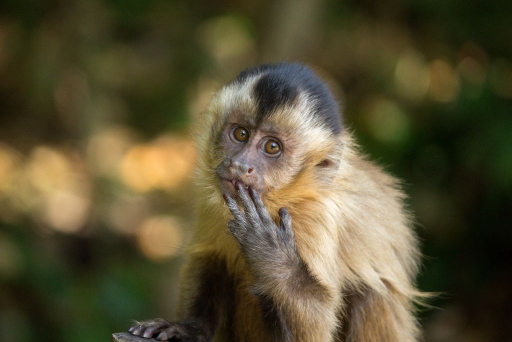 Baby monkey