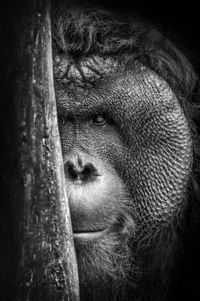 Orangutan black and white
