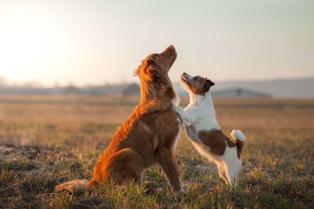 Looking up dogs