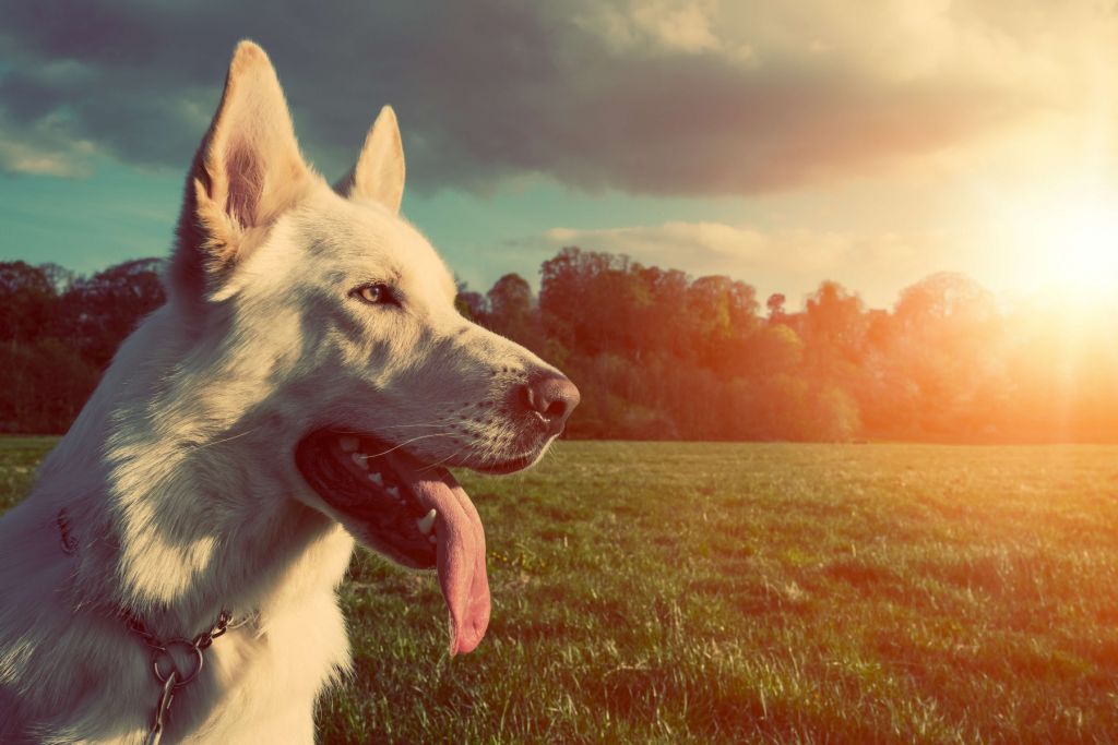 White dog