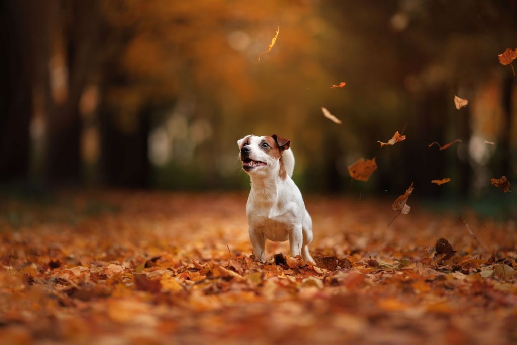 Jack Russell Terrier in the fall