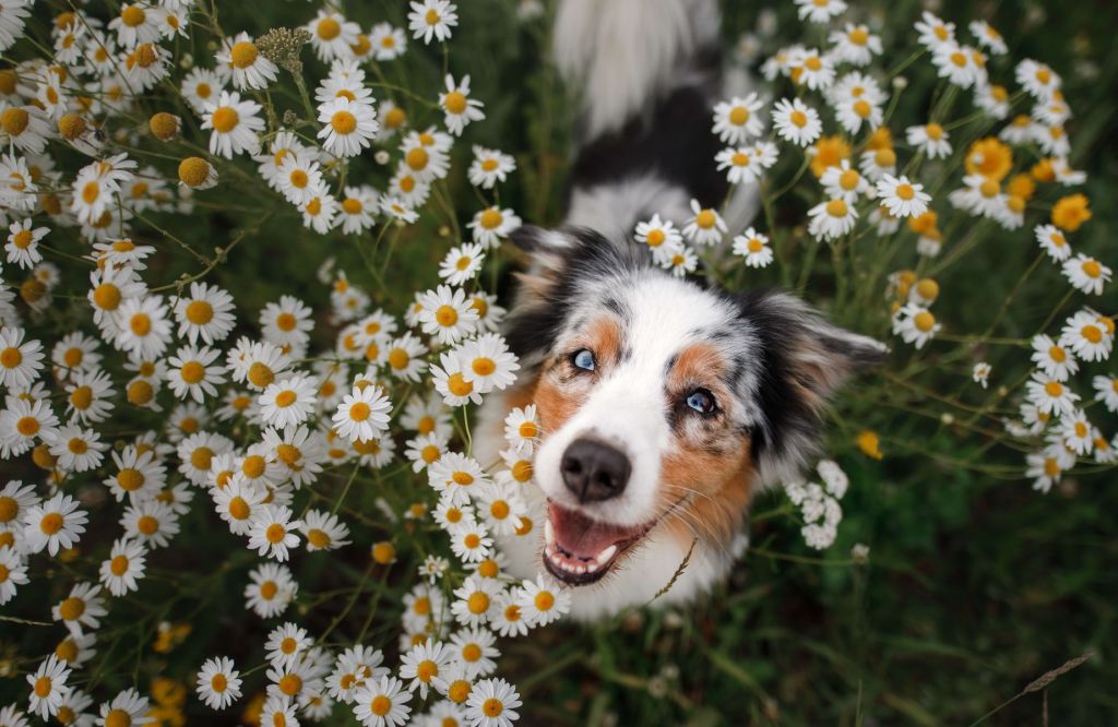 Australian shepherd among flowers