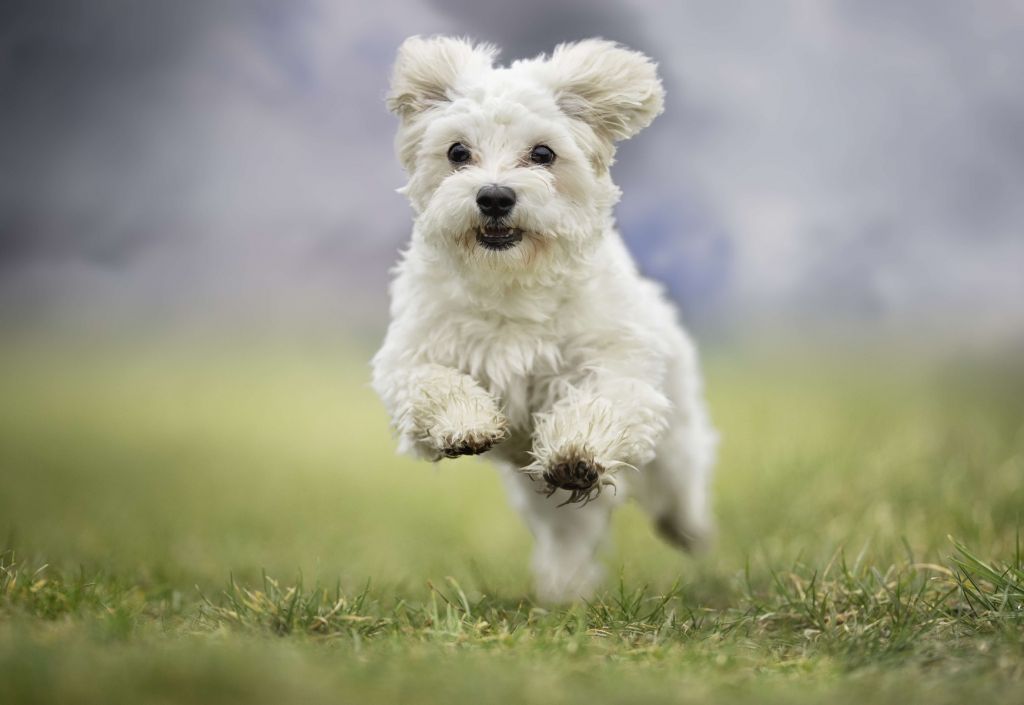 Running Dog