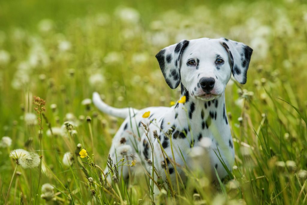 Dalmatian