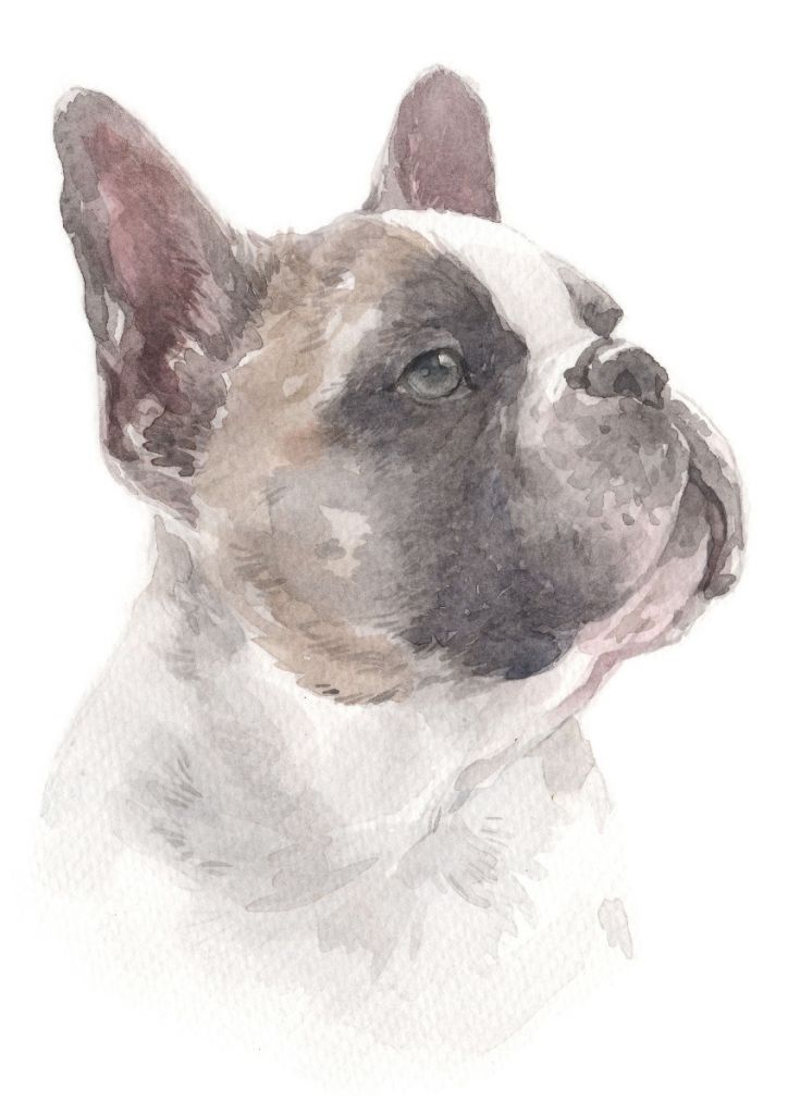 Watercolor French bulldog