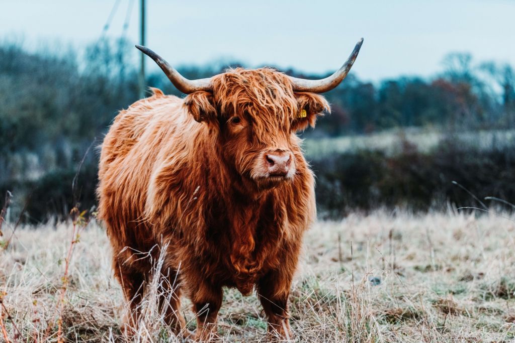 Scottish highlander in the forest