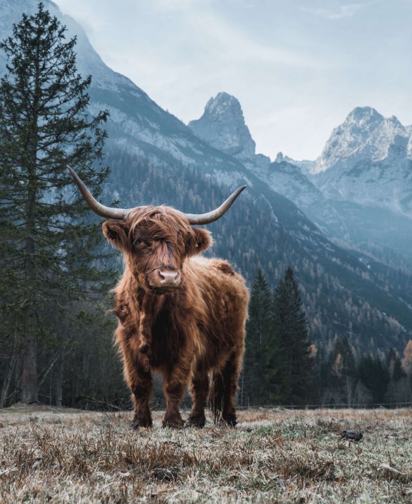 Scottish highlander among the trees