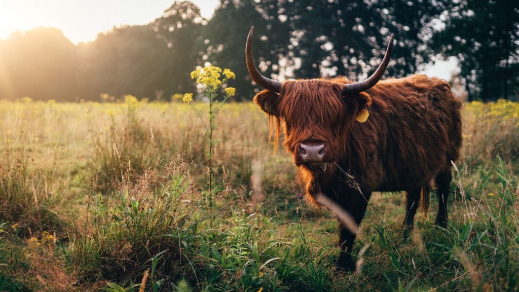 Scottish highlander in the high grass