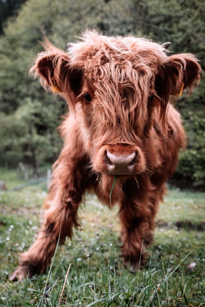 Scottish Highlander calf
