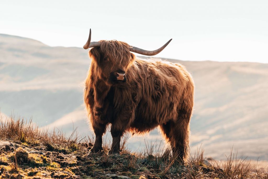 Scottish highlander on a hill