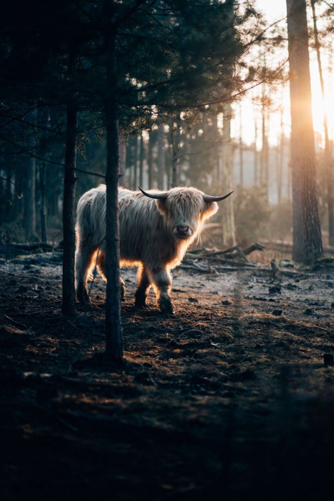 White Scottish Highlander