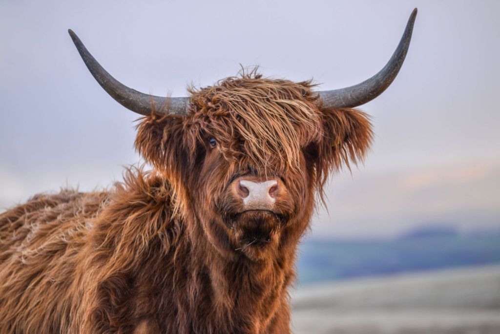 Staring Scottish Highlander