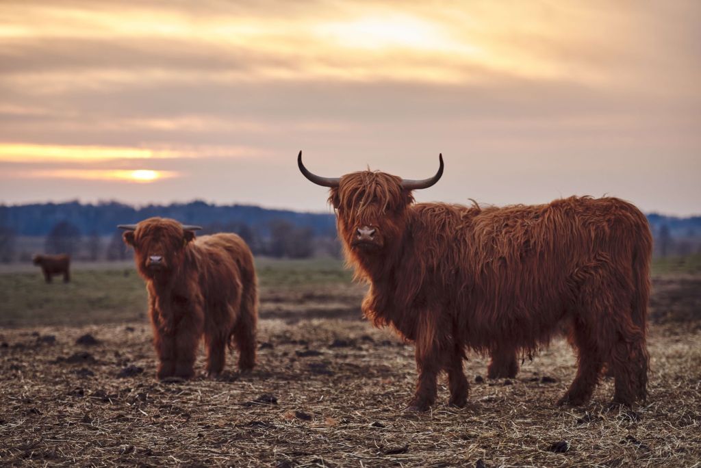 Scottish Highlanders in the meadow