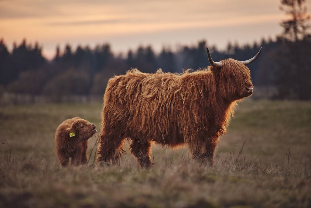 Scottish Highlanders in the meadow