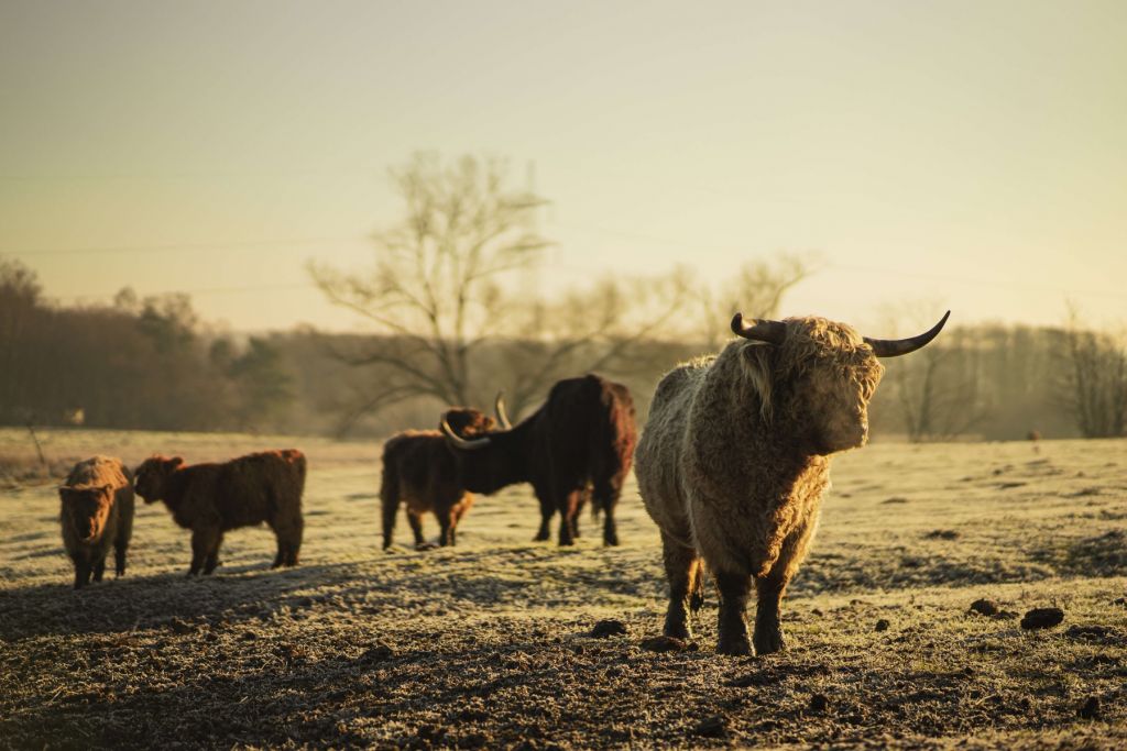 Scottish highlander with curls