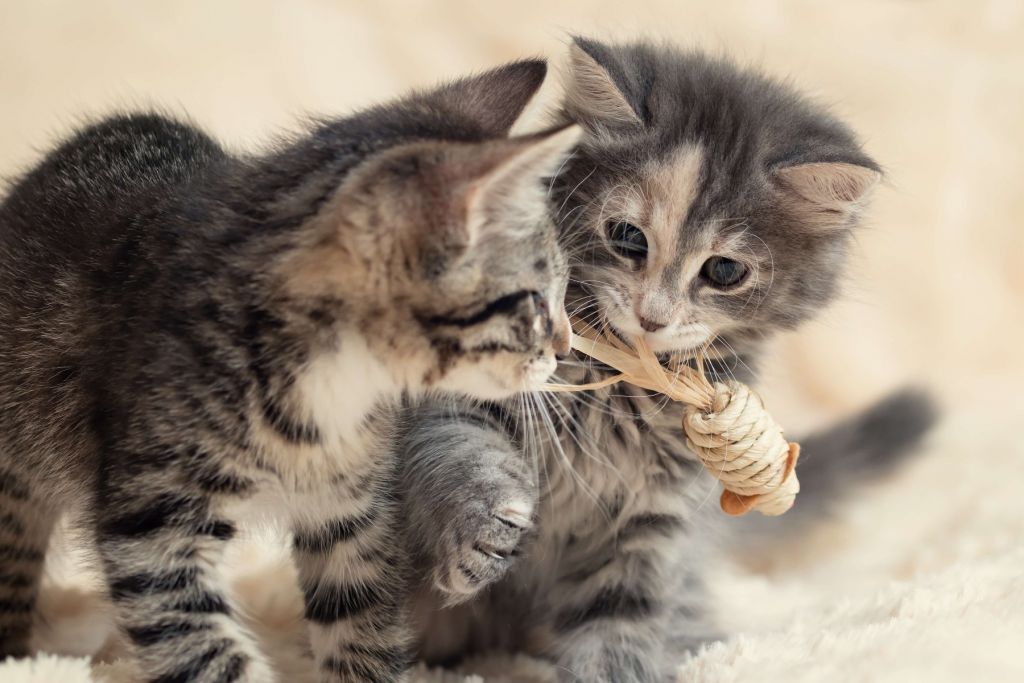 Playing kittens