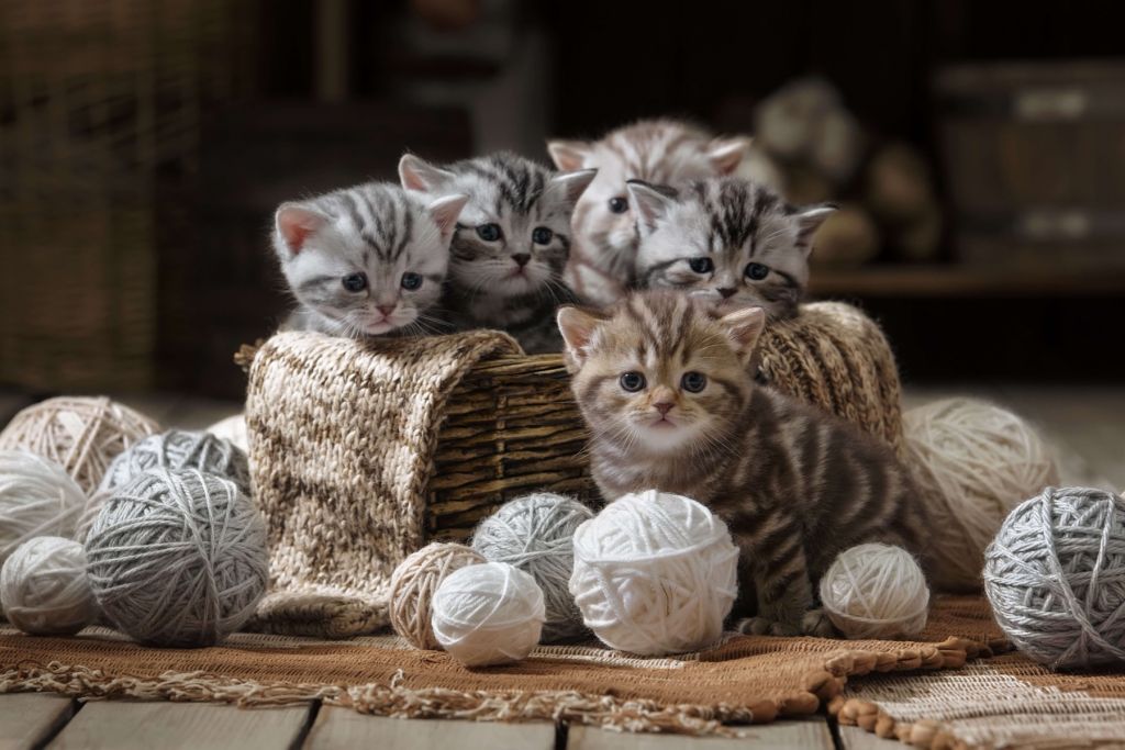Kittens with wool