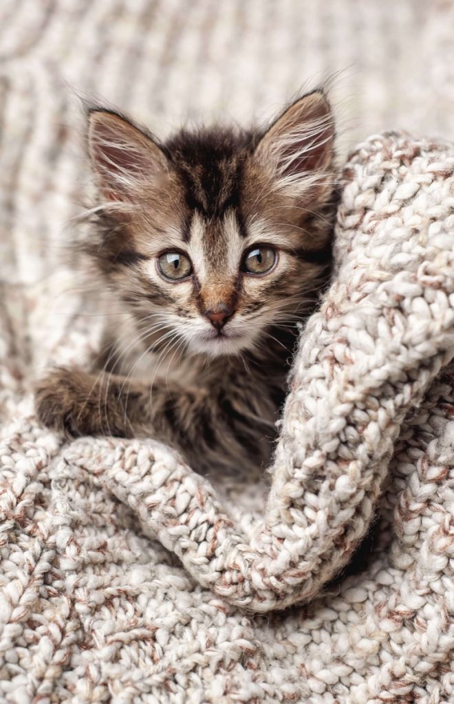 Kitten in a blanket