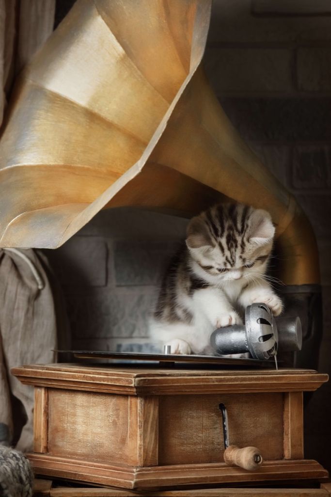 Cat with gramophone