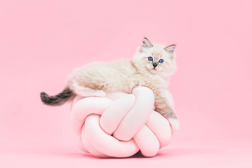 White cat on pink background