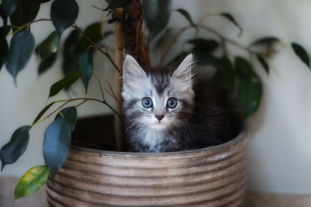 Cat in plant pot
