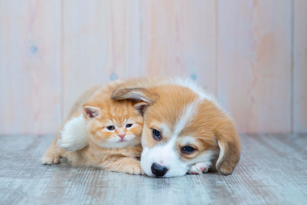 Cat wallpaper. Picture of a kitten and puppy.