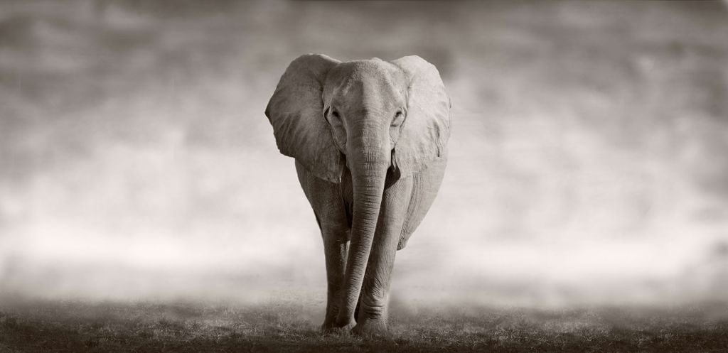 Beautiful elephant